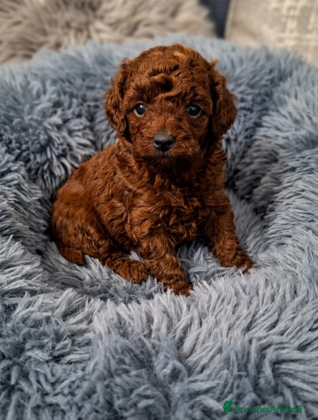 Barboncino cani in vendita: Barboncini asiatici mini toy teacup red intenso  - Annuncio 1