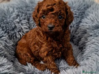 Barboncino cani Barboncini asiatici mini toy teacup red intenso - Annuncio 2