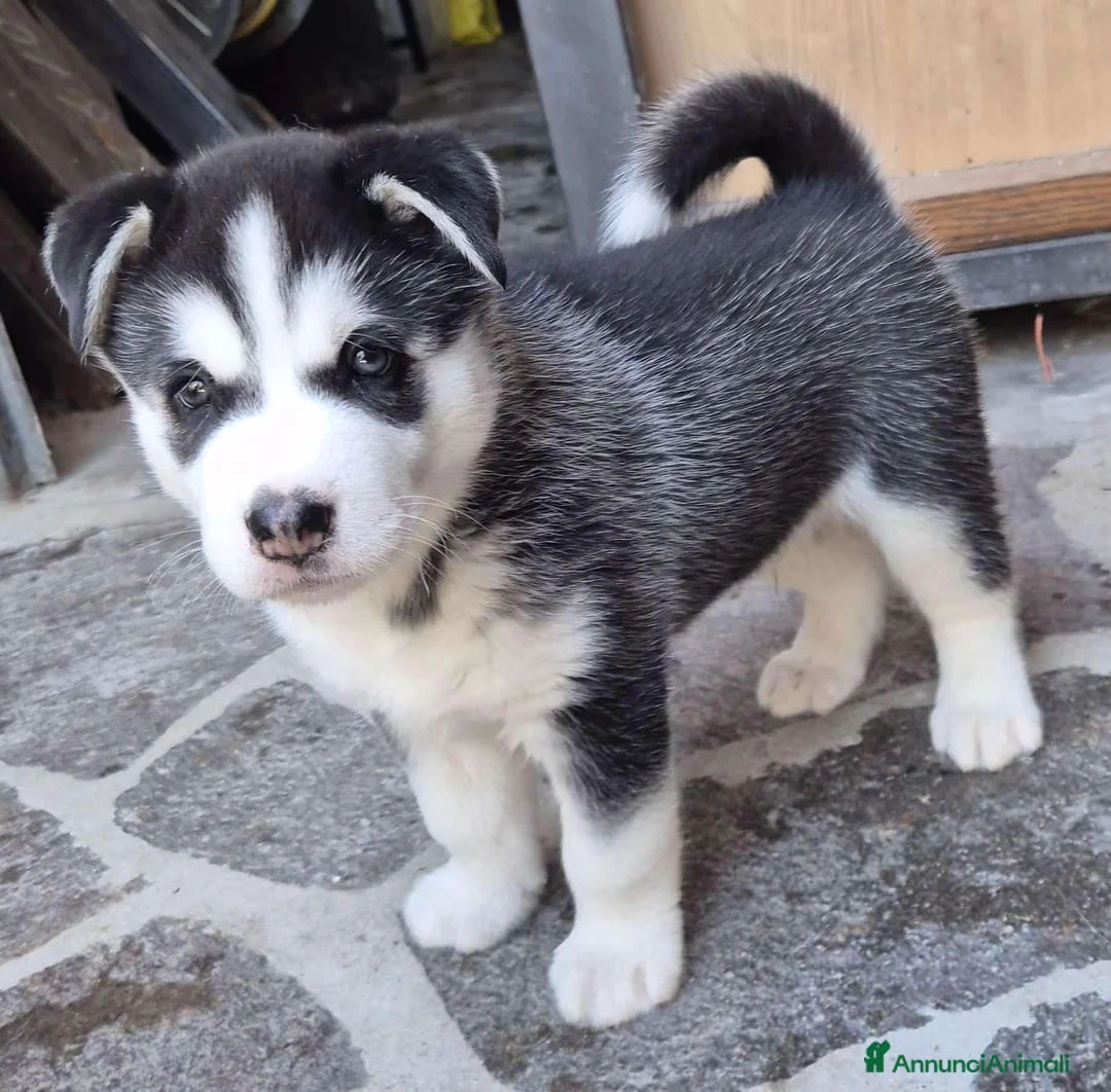 Husky cani in vendita: Cuccioli di siberian husky  - Annuncio 2