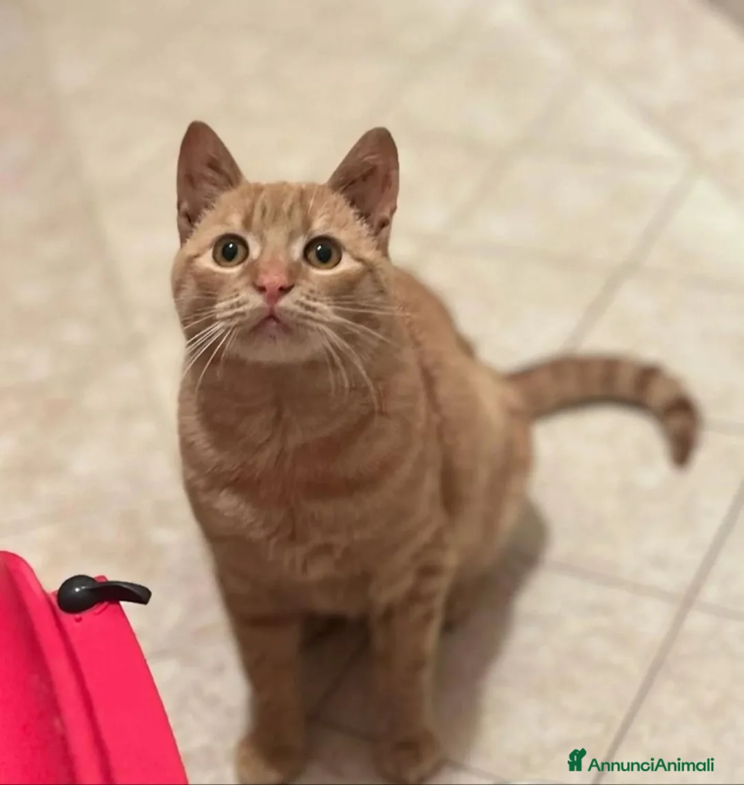 Meticcio gatti in regalo: MIA dolce gattina 1 anno e mezzo cerca casa  - Annuncio 5