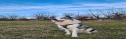 Border Collie cani per accoppiamento: Bellissimo Border con Pedigree per Accoppiamento a Provincia di Cremona - Annuncio 18