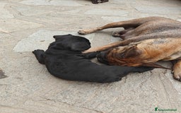 Bulldog Francese cani in vendita: CUCCIOLI DI BULLDOG FRANCESE a Provincia di Cuneo - Immagine 10