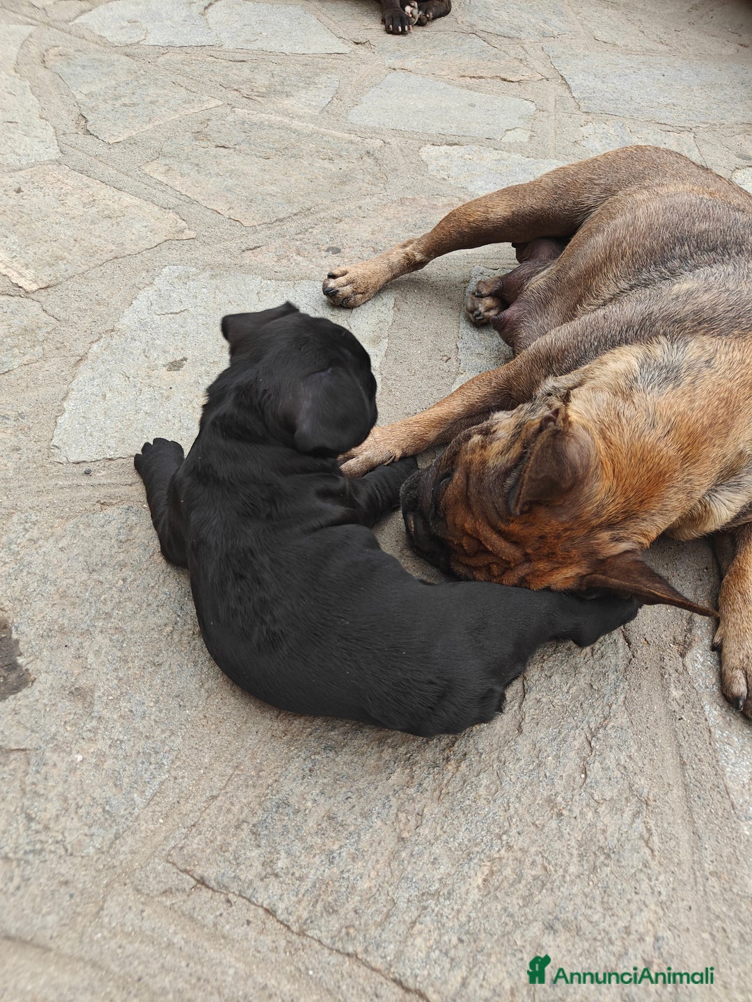 Bulldog Francese cani in vendita: CUCCIOLI DI BULLDOG FRANCESE a Provincia di Cuneo - Immagine 10