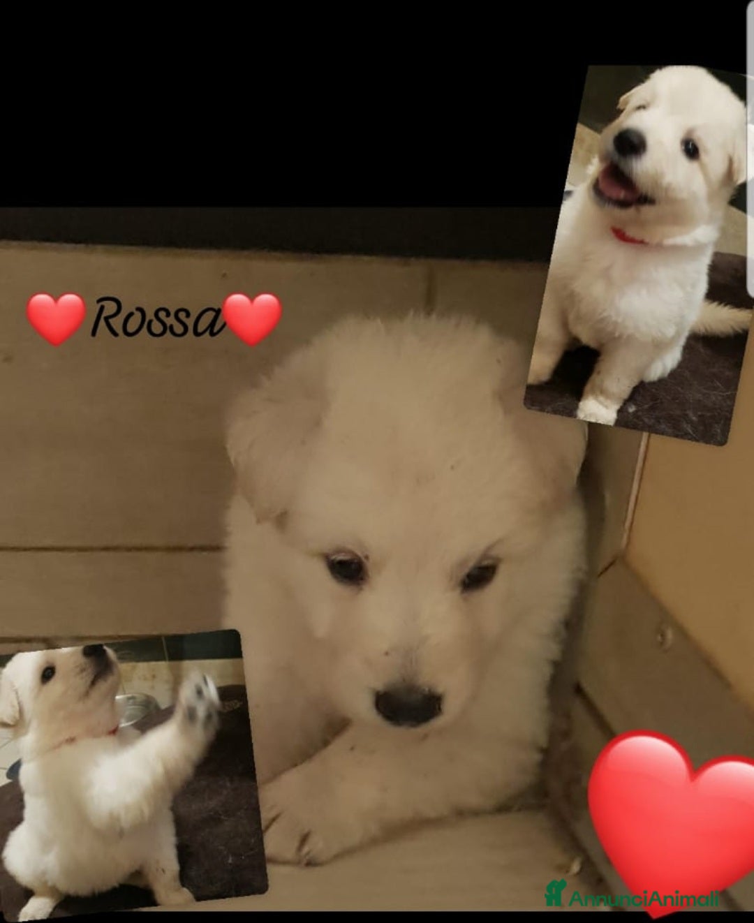 Pastore Svizzero cani in vendita: Cuccioli pastore svizzero bianco  a Province of Brescia - Immagine 8