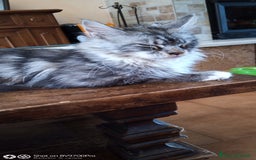 Maine Coon gatti in vendita: Maine coon  a Città metropolitana di Milano - Immagine 5