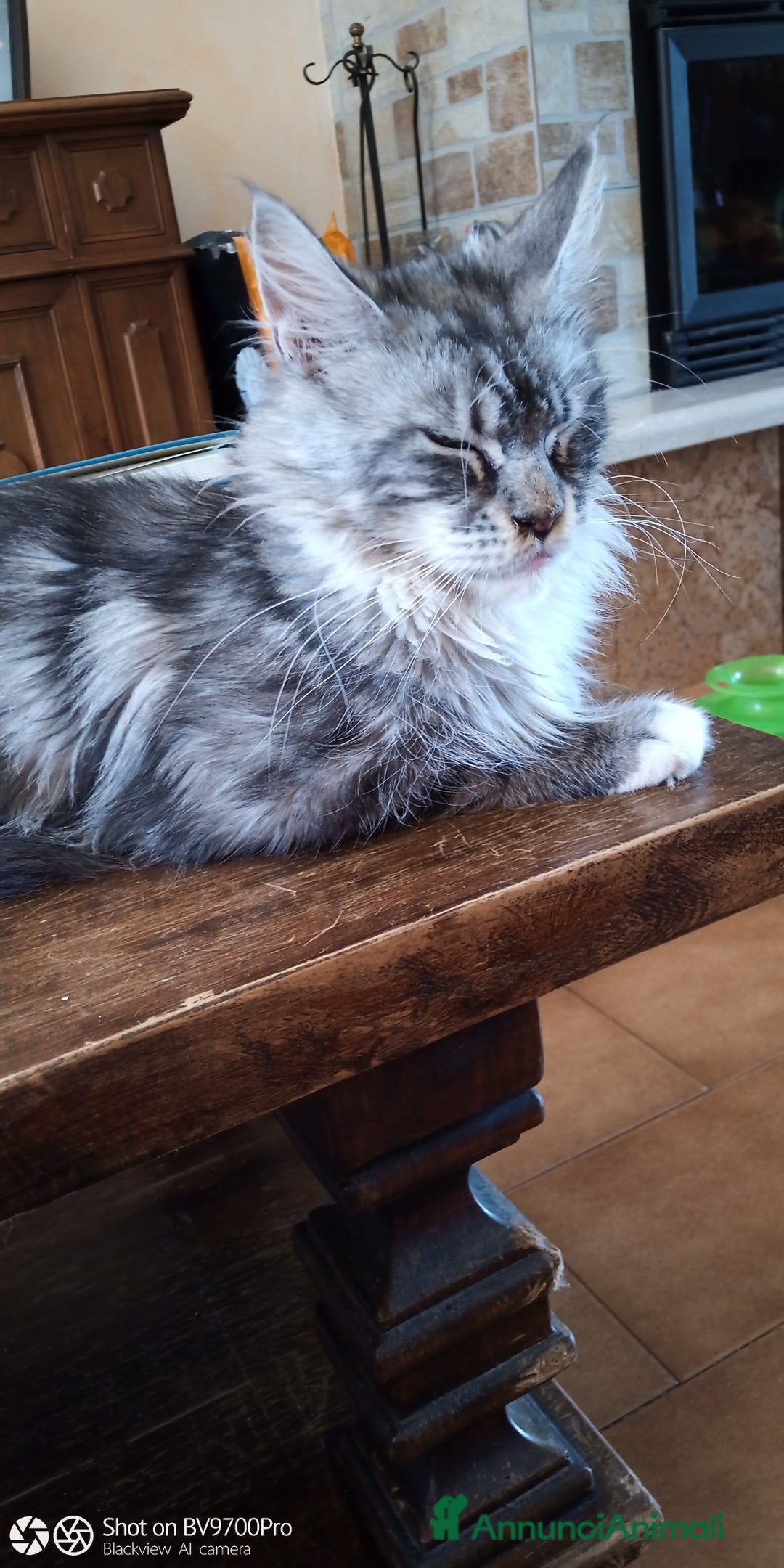 Maine Coon gatti in vendita: Maine coon  a Città metropolitana di Milano - Immagine 5