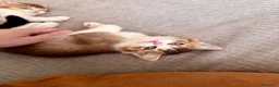 Scottish gatti in vendita: Cuccioli Scottish straight shorthair/highland - Annuncio 1