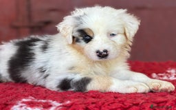 Australian Shepherd cani in vendita: Femmina blue Merle - Ruth a Provincia di Vicenza - Immagine 2