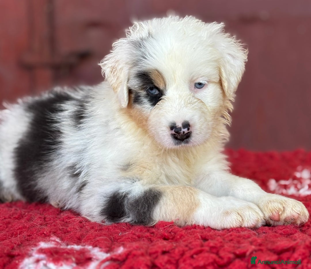 Australian Shepherd cani in vendita: Femmina blue Merle - Ruth a Provincia di Vicenza - Immagine 2