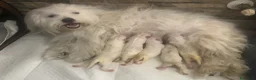Maltese cani in vendita: Cucciolo maltese - Annuncio 3