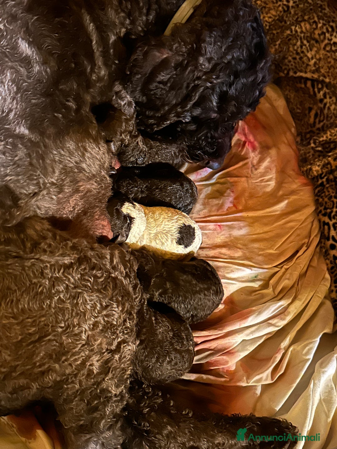 Lagotto cani in vendita: cuccioli Lagotto - Annuncio 2