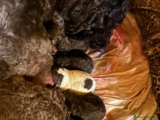 Lagotto cani in vendita - Annuncio 1