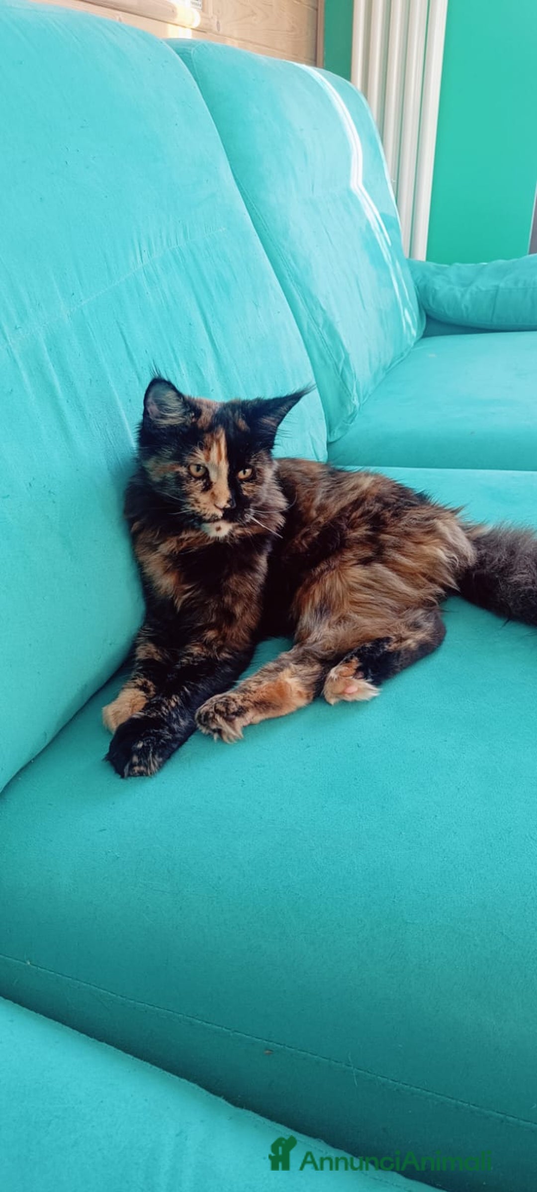 Maine Coon gatti in vendita: Cucciola Maine Coon XXL pedigree ANFI libero  - Annuncio 2