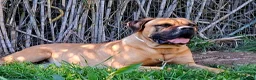 Cane Corso cani per accoppiamento: Cane corso disponibile per monta a Provincia di Chieti - Annuncio 7