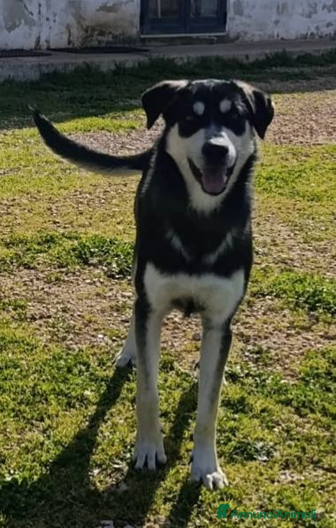Meticcio cani in regalo: Kevin semplicemente meraviglioso - Annuncio 14