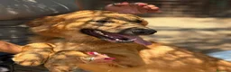 Meticcio cani in regalo: 9 mesi, molto bella e intelligente  - Annuncio 12