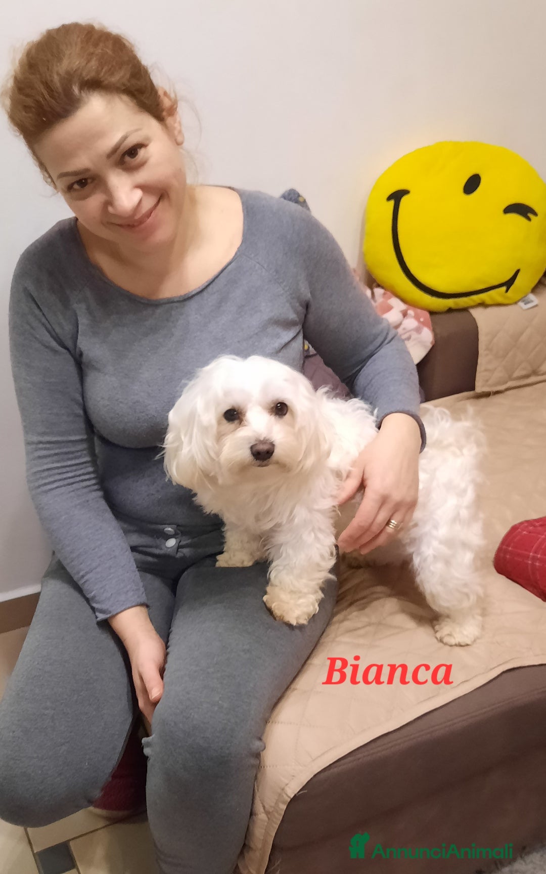 Maltese cani in vendita: Cuccioli maltesi taglia piccola pelo liscio  - Annuncio 2