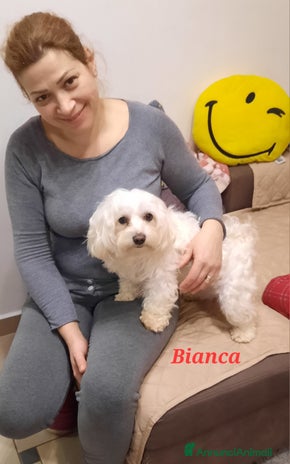 Maltese cani - Annuncio 7