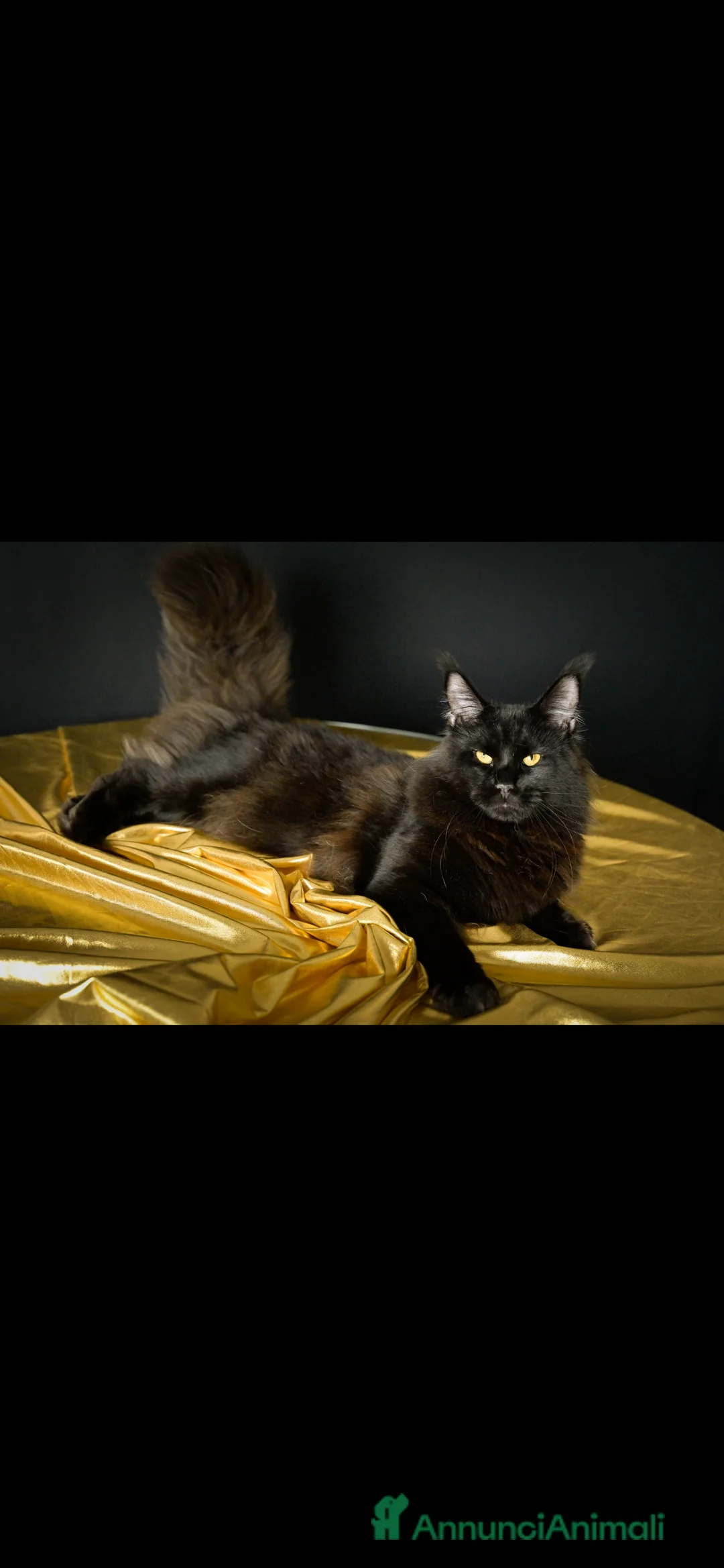 Immagine della galleria {{count}}