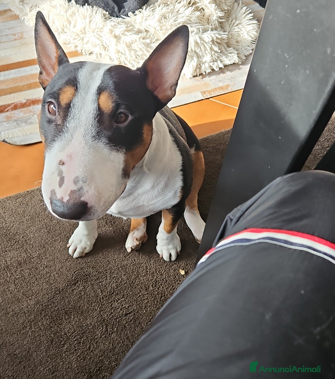 Bull Terrier Mini cani per accoppiamento: Maschio Bull terrier miniature tricolor per monta - Annuncio 2