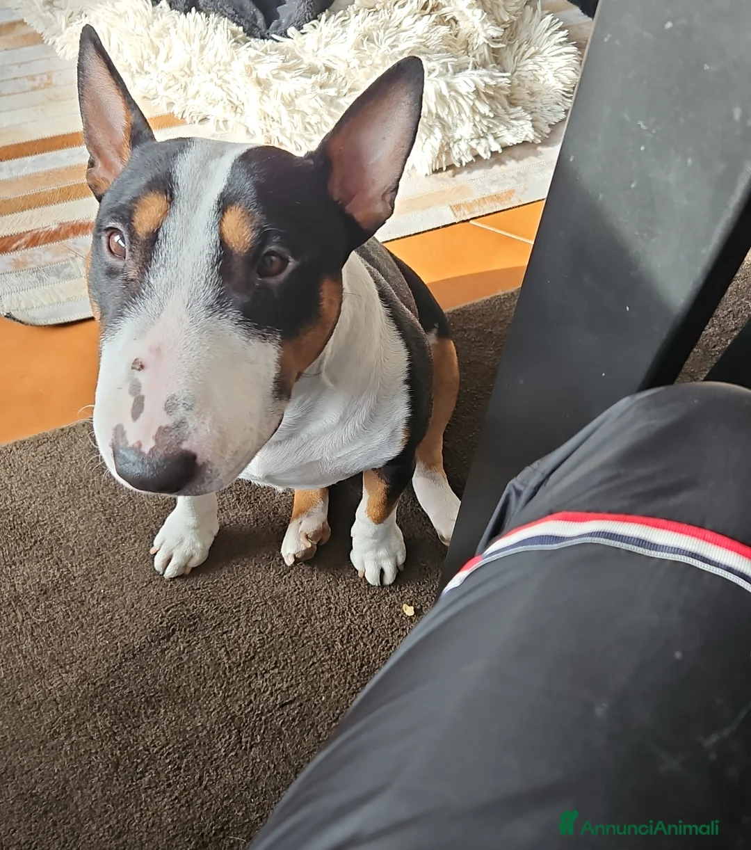 Bull Terrier Mini cani per accoppiamento: Maschio Bull terrier miniature tricolor per monta - Annuncio 2