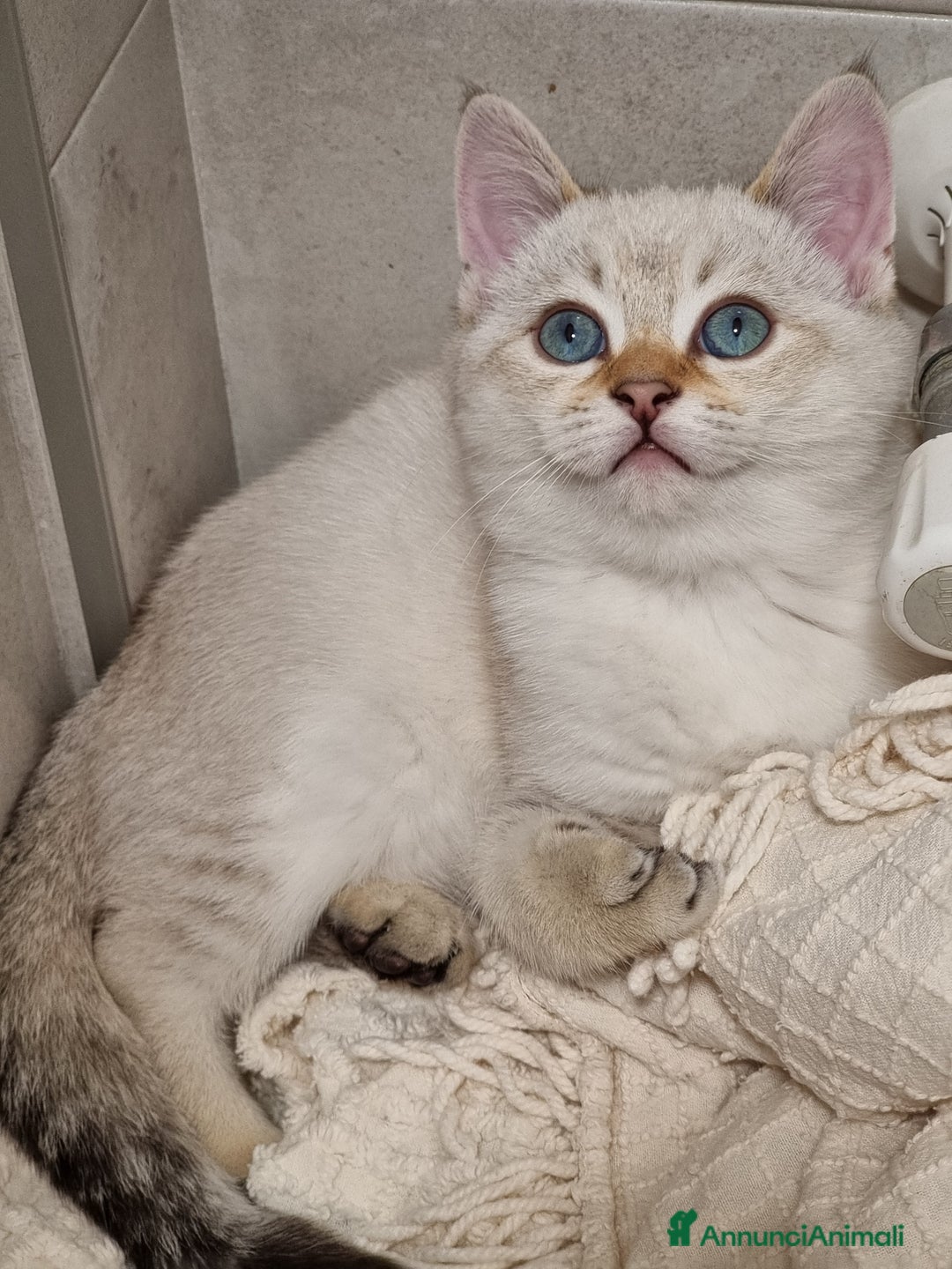 Bengala gatti in vendita: Incrocio Scottish/Bengala  - Annuncio 2