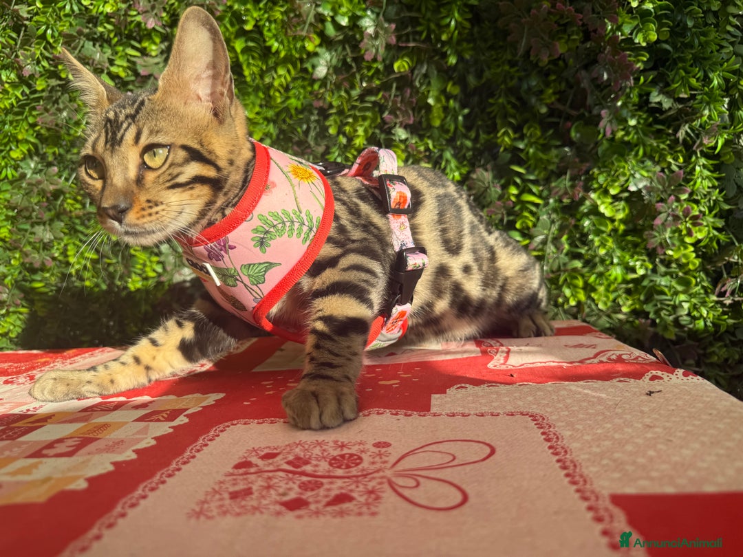 Bengala gatti in vendita: Cucciolo bengala brown spotted tabby  - Immagine 2
