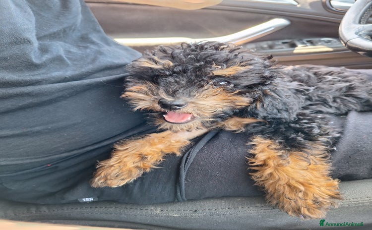 Barboncino Toy cani a Provincia di Barletta-Andria-Trani - Annuncio 6