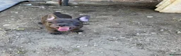 Bulldog Francese cani in vendita: Bulldog francese - Annuncio 6