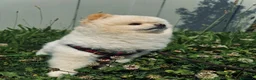 Volpino Pomerania cani per accoppiamento: Volpino di Pomerania Toy da monta  a Provincia di Lecco - Annuncio 1