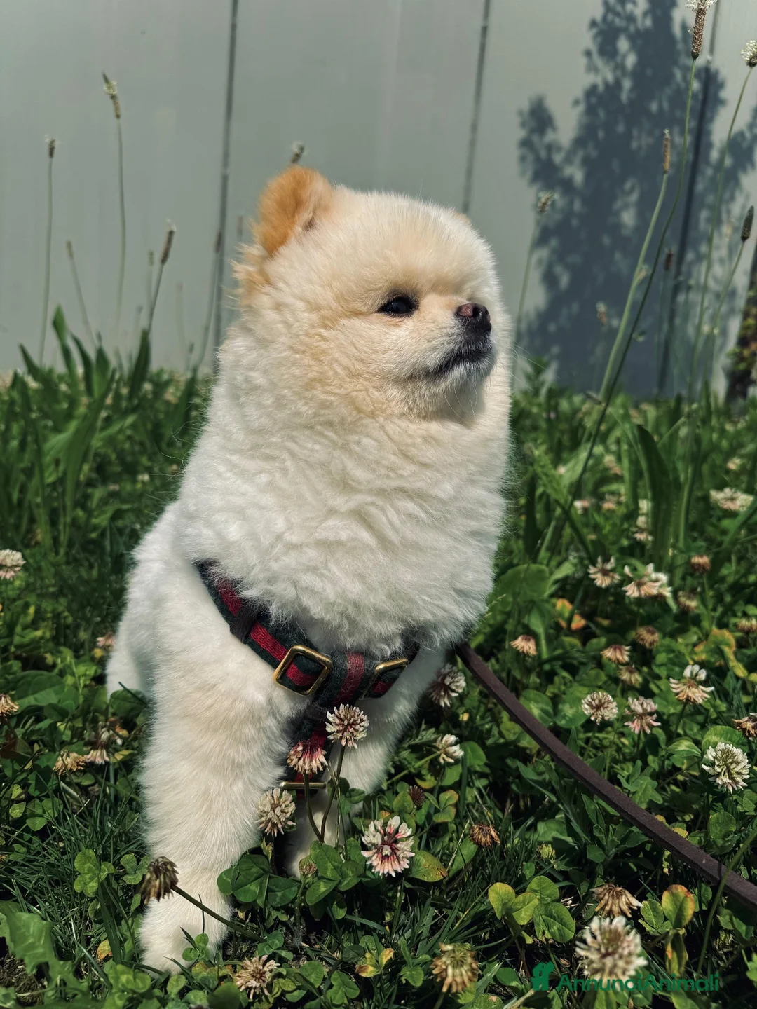 Volpino Pomerania cani per accoppiamento: Volpino di Pomerania Toy da monta  a Provincia di Lecco - Annuncio 1