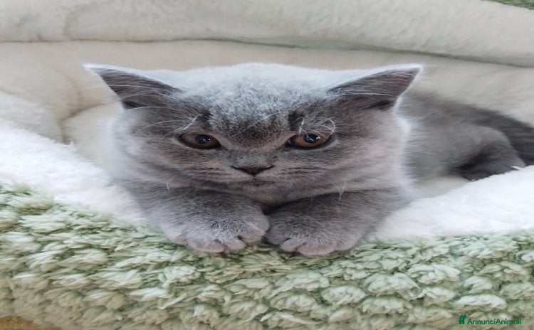 British gatti - Annuncio 1