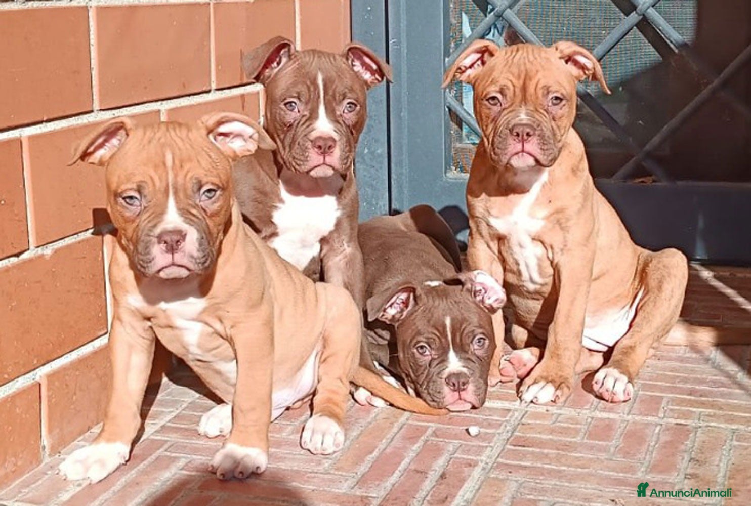 Bulldog cani Cuccioli American Bulldog  - Annuncio 20