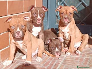 Bulldog cani Cuccioli American Bulldog - Annuncio 1