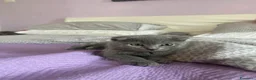 Scottish gatti in vendita: Gattini scottish  fold e straight  - Annuncio 5