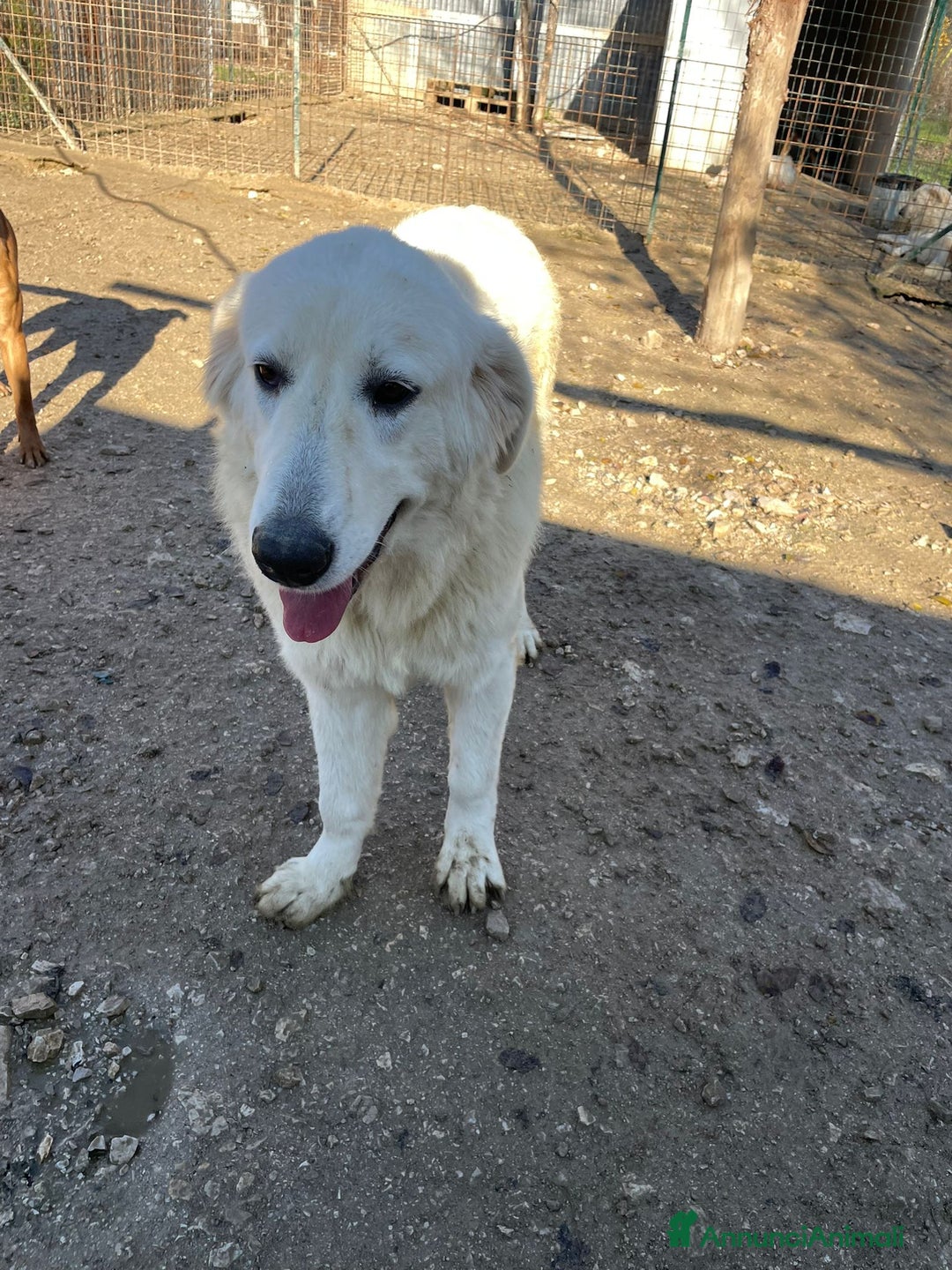 Meticcio cani in regalo: LUCKY a Città metropolitana di Milano - Annuncio 3