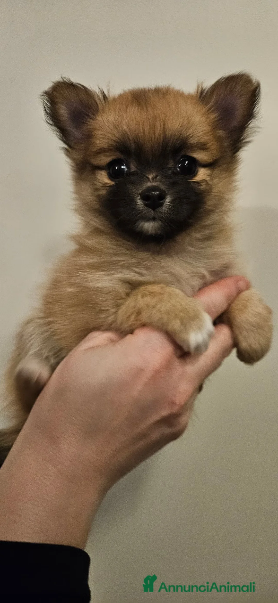 Volpino Pomerania cani in regalo: Pomchi nato il 18/12/25 è alla ricerca di una casa - Annuncio 1