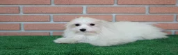 Maltese cani in vendita: vendo femmine e maschio riproduttori - Annuncio 3