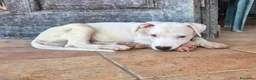 Meticcio cani in regalo: Cucciolo simil pitbull o dogo  a Provincia di Monza e della Brianza - Annuncio 4