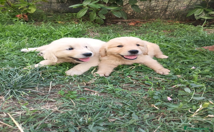 Golden Retriever cani a Provincia di Arezzo - Annuncio 2
