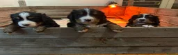 Bovaro del Bernese cani in vendita: Cucciola bovaro del bernese  - Annuncio 6