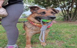 Meticcio cani in regalo: Russell, simil pastore tedesco!  a Provincia di Caserta - Immagine 3