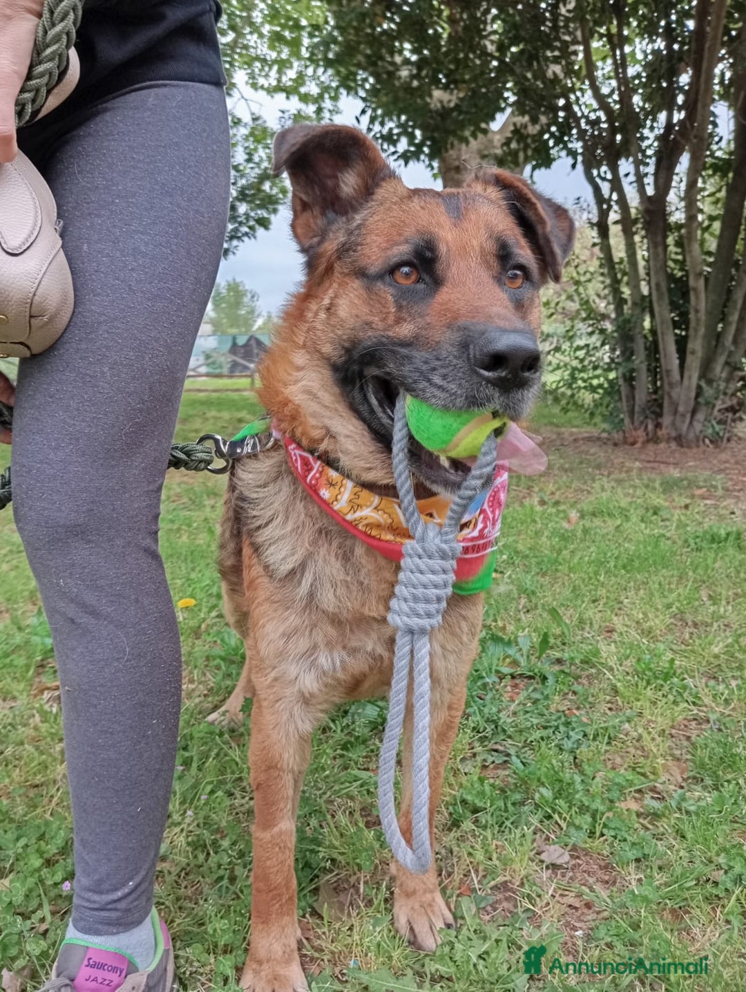 Meticcio cani in regalo: Russell, simil pastore tedesco!  a Provincia di Caserta - Immagine 3