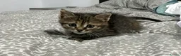 Europeo gatti in regalo: Cloe splendida micina tigrata a Città metropolitana di Milano - Annuncio 7