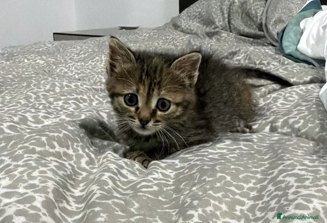 Europeo gatti in regalo: Cloe splendida micina tigrata a Città metropolitana di Milano - Annuncio 7