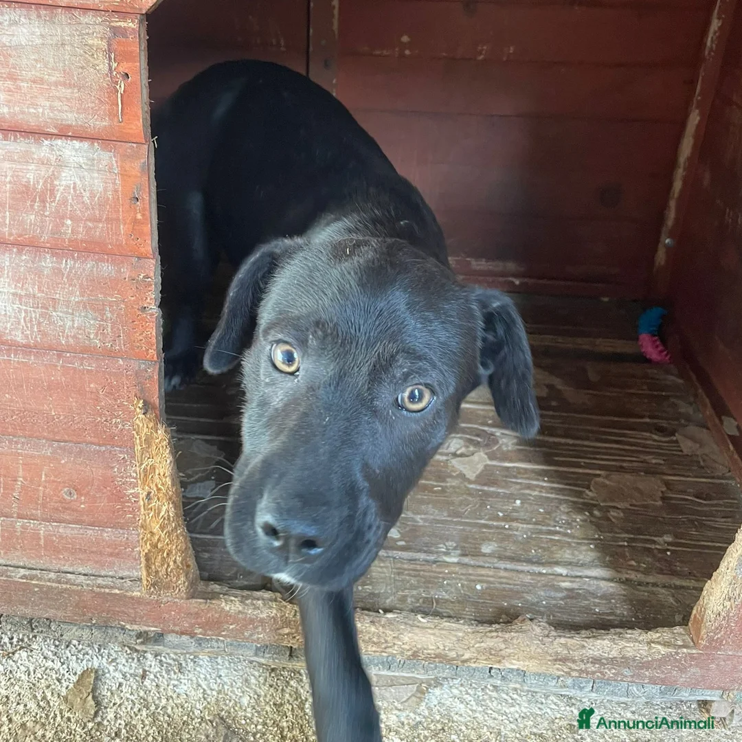 Meticcio cani in regalo: LO SPLENDIDO E PICCOLO THEODORE a Provincia di Prato - Annuncio 2