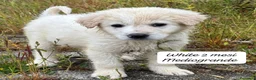 Meticcio cani in regalo: Cuccioli cercano urgentemente famiglia  a Provincia di Monza e della Brianza - Annuncio 9