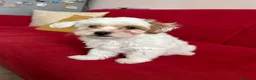 Maltipoo cani in vendita: Maltipoo  - Annuncio 2