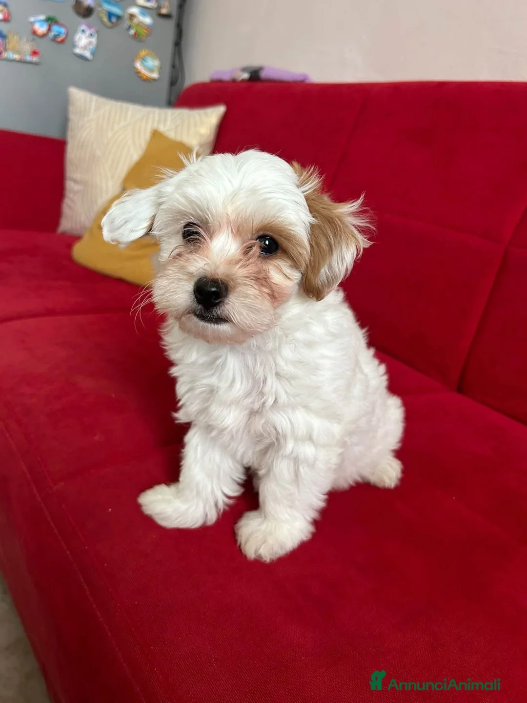 Maltipoo cani in vendita: Maltipoo  - Annuncio 2