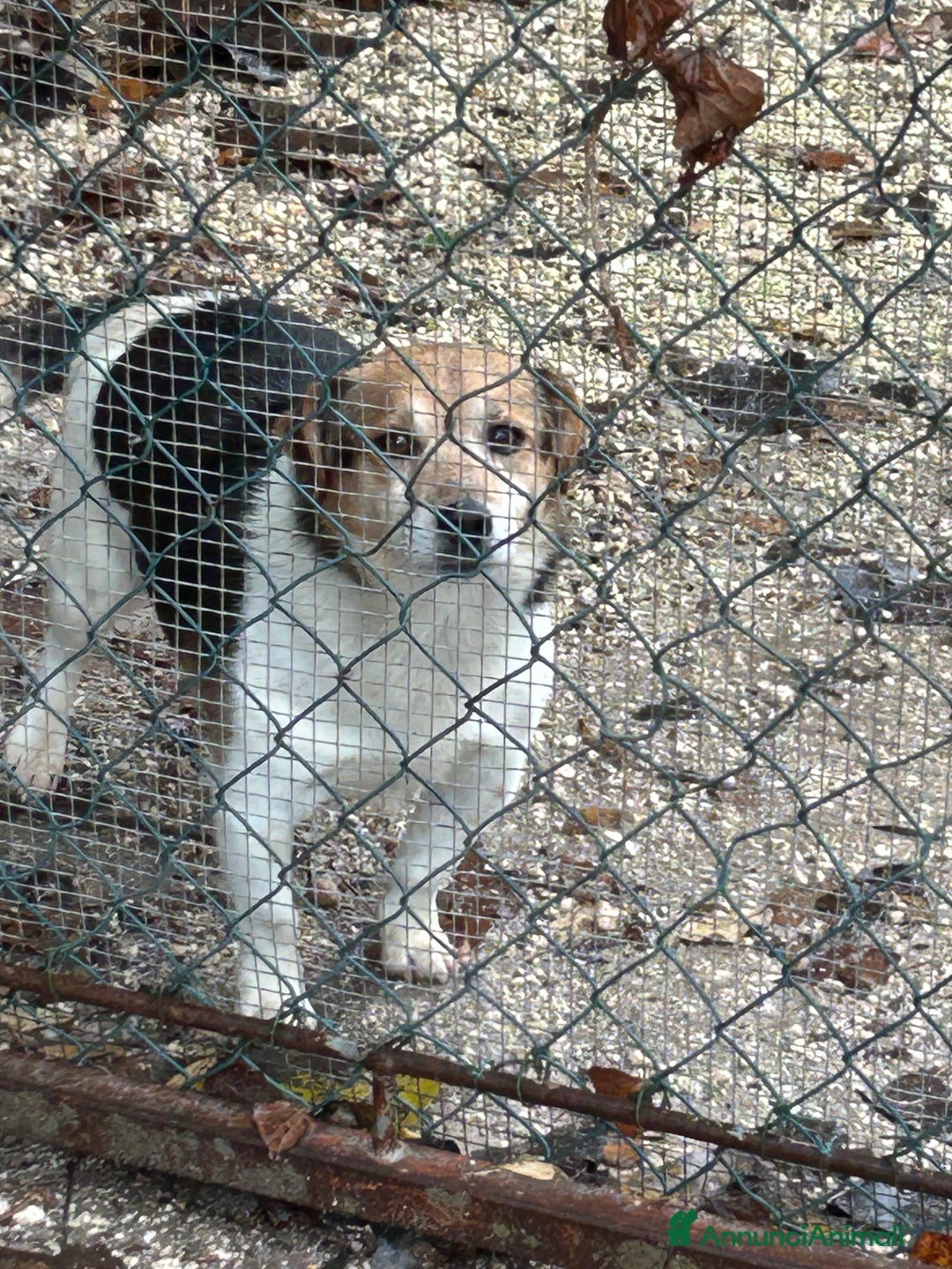 Jack Russell cani in regalo: Jack Russel terrier meticcio regalo - Annuncio 8